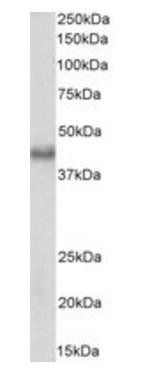 Goat anti-BMI1 (aa237-251) Antibody