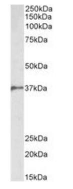 Goat anti-BMI1 (aa237-251) Antibody