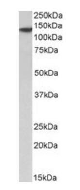 Goat anti-SP140 (aa29-41) Antibody