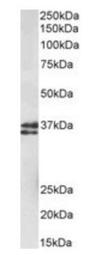 Goat anti-MSI2 / musashi-2 Antibody