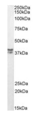 Goat anti-MSI2 / musashi-2 (aa33-43) Antibody
