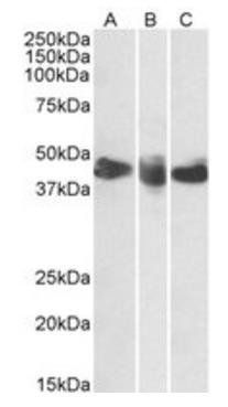 Goat anti-CD27 (aa161-175) Antibody