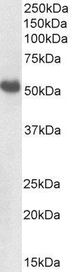 BMP7 (aa120-131) Antibody