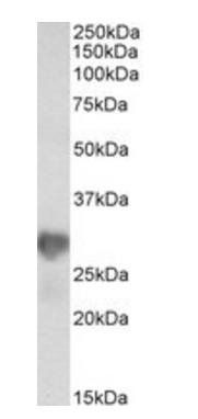 Goat anti-NNMT (aa171-182) Antibody