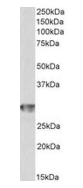 Goat anti-CD4 Antibody