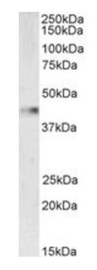 Goat anti-VASP (aa236-249) Antibody
