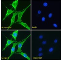 Goat anti-AIFM1 (aa183-195) Antibody