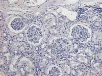 Goat anti-AIFM1 (aa183-195) Antibody