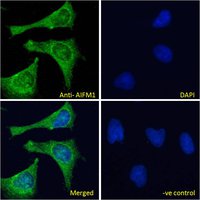 Goat anti-AIFM1 (aa183-195) Antibody