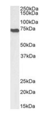 Goat anti-AIFM1 Antibody