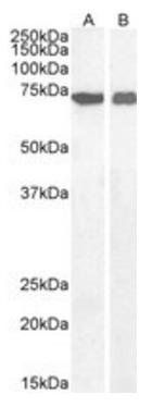 Goat anti-AIFM1 Antibody