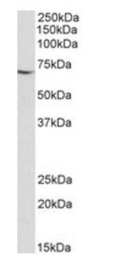 Goat anti-AIFM1 Antibody