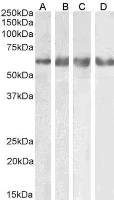 GABRG2 (aa384-396) Antibody