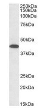 Goat anti-GNA12 Antibody
