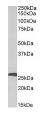 Goat anti-CFD / adipsin Antibody
