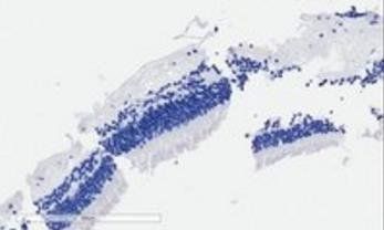 Goat anti-CNGB3 (aa175-186) Antibody