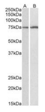 Goat anti-CYP2B6 (aa247-259) Antibody