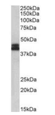 Goat anti-HLA-B Antibody