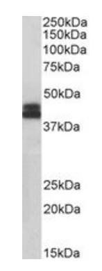 Goat anti-HLA-B (aa132-143) Antibody