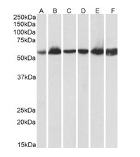 HSPD1 antibody