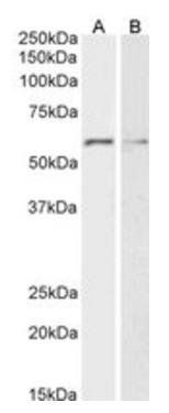 Goat anti-Glypican-1 Antibody