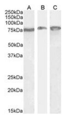 HSPA5/GRP78 Antibody