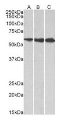 Goat anti-HMGCS1 Antibody