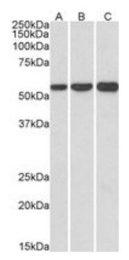 Goat anti-HMGCS1 (aa321-332) Antibody