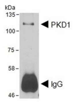 Goat anti-PRKD1 (aa383-395) Antibody