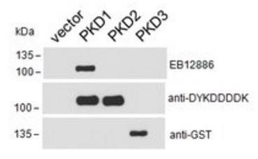 Goat anti-PRKD1 (aa383-395) Antibody