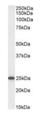 Goat anti-OAZ1 (aa120-132) Antibody