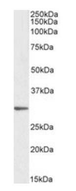 Goat anti-PTGES2 (aa292-306) Antibody