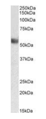 Goat anti-LILRA4 (aa68-78) Antibody