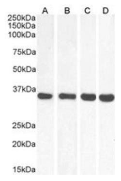 MDH2 antibody