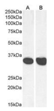 MDH2 antibody