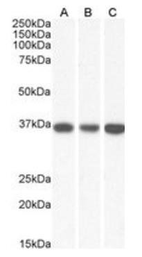 Goat anti-MDH2 (aa221-232) Antibody