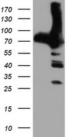 MAPRE2 Antibody