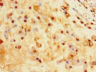 EBI3 Antibody