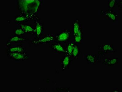 ECEL1 antibody