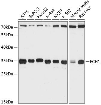 ECH1 antibody