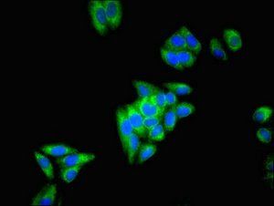 ECH1 Antibody