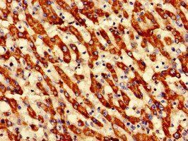 ECH1 Antibody