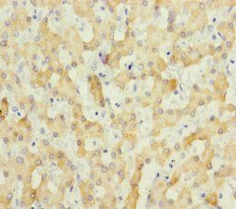 ECHS1 Antibody