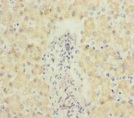 ECHS1 Antibody