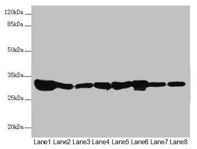 ECHS1 antibody