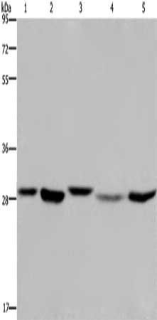 ECHS1 antibody