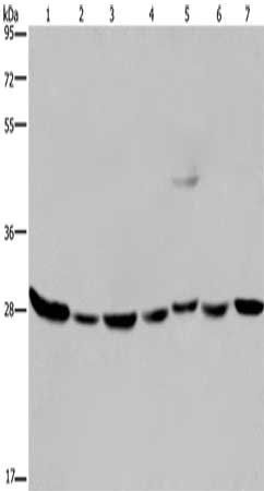 ECHS1 antibody