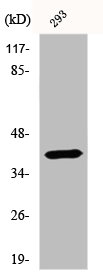 ECI2 antibody