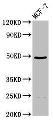 ECM1 Antibody