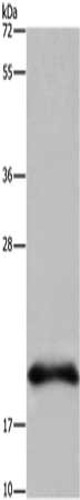 RNASE3 Antibody